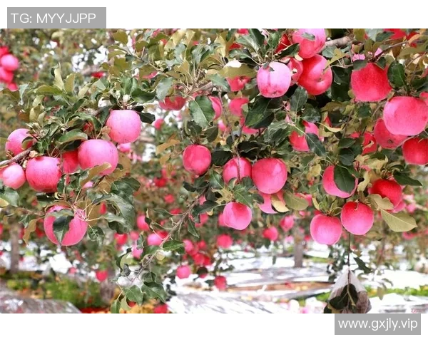 果园中的四季变换：探索不同季节下果树的生长与丰收之道